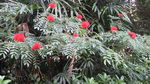 powder puff tree